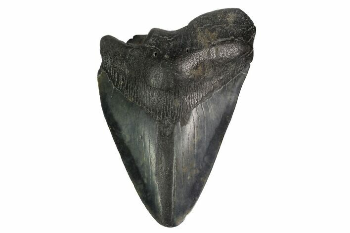 Partial Megalodon Tooth - South Carolina #171123